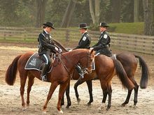 Officers on horse back patrol