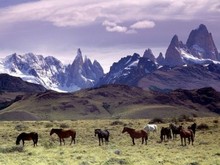 Wild horses in Patagonia