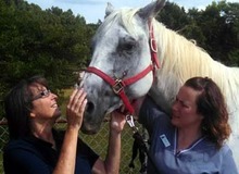 Stolen horse recovered by Net Posse