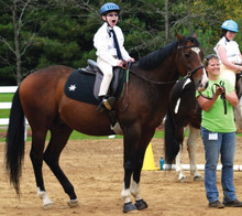 Rascal - Therapy horse at work