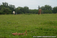 Bailing twine in the field can pose a serious problem for a horse