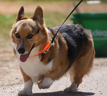 Welsh Corgi - show barn favorite