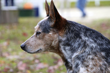 Australian Cattle Dog