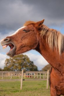 A horse communicating through his neigh