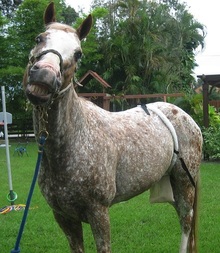 Protecting and caring for horse's sheath area