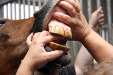 Person examining horse's teeth.