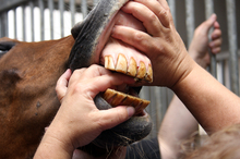 Examining a horse's teeth