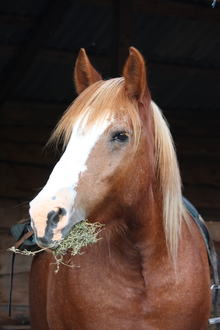 A horse chewing a mouthful of alfalfa