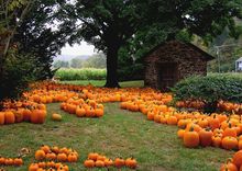 An autumn field of pumpkins