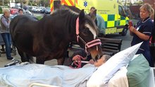 A fond farewell between horse and owner