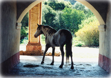 A Spanish Colonial Mission Horse