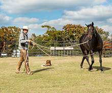 A rescue horse at work