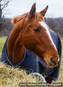 A retired race horse ready for a second career