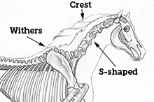 Neck structure from crest to withers