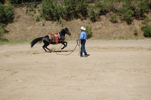 Charles Wilhelm demonstrating horse training techniques