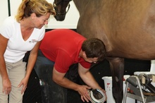 Farrier and Equine Sports Therapy staff at work