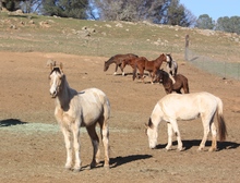 Horses available for adoption