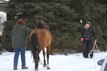 Rescue volunteers saving neglected horses