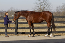 Training Monopolize - A retired Thoroughbred for Makeover