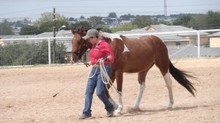 Training a horse for a better life