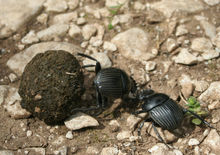 Dung beetles fighting over a clump of manure