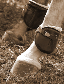 Preventing thrush in equine hoofs