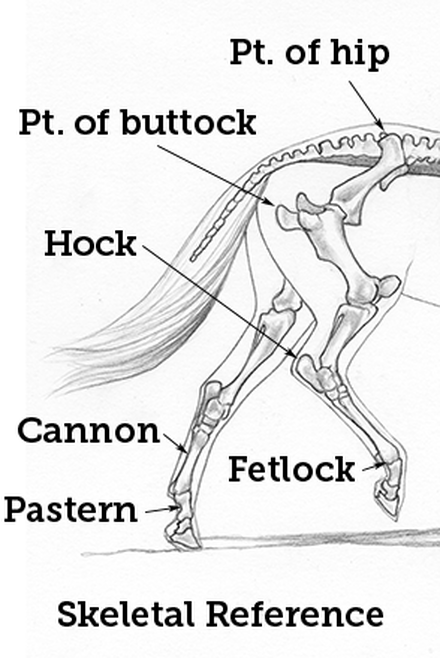 Importance of Proper Hind Leg Conformation