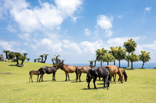 Equines as ideal photography subjects