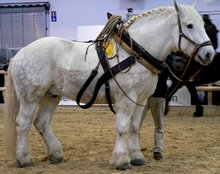 Draft horse ready for work