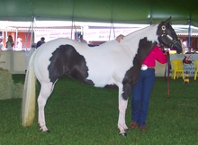 Judging paint horse conformation