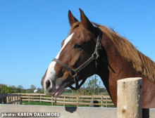 Cody - The rescued horse