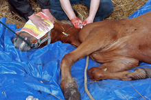 Vet working to save young horse