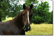 Horse eating tree leaves