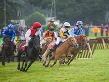 Shetland ponies enjoying a competition