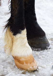 Winter care for horse's hooves