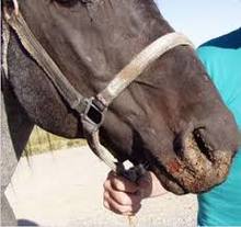 Horse with Vesicular Stomatitis blisters on muzzle