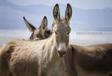 Saving America's wild burros