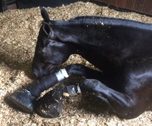 Horse sored with caustic chemical leg  wrappings