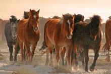 Wild horses on the move