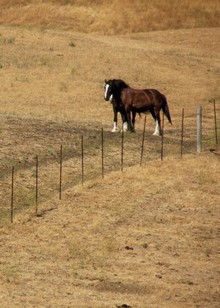 Drought conditions affecting horse nutrition