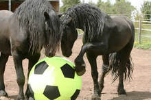 Horses playing with Equi-Spirit balls