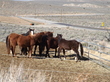 Born free - Wild horses in BLM holding pen