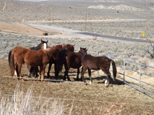 Nevada wild horses