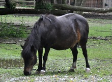 Shetland pony with symptoms of equine metabolic syndrome