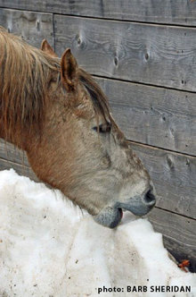Eating snow - Not an adequate water supply for horses