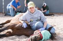 Veterinary student Emily Bartlett watches the status of a horse after castration surgery