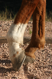 Important sign of lameness - Hoof held off the ground