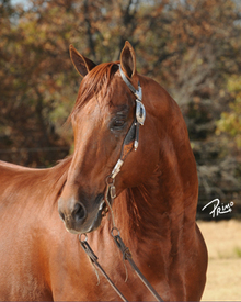 Two Million Dollar Sire - Whiz N Tag Chex