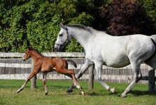 Twemlows Little ICSI with his surrogate mother, Victoria