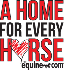 Challenge finding homes for horses